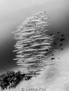 barracuda shoal by Leena Roy 